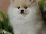 Orijinal Pomeranian Boo Yavrusu