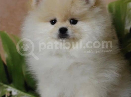 Orijinal Pomeranian Boo Yavrusu görsel