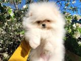 Teacup Garantili Pomeranian Boo Yavrusu