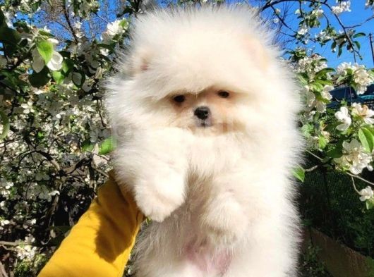 Teacup Garantili Pomeranian Boo Yavrusu görsel