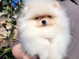Teacup garantili pomeranian boo yavrusu