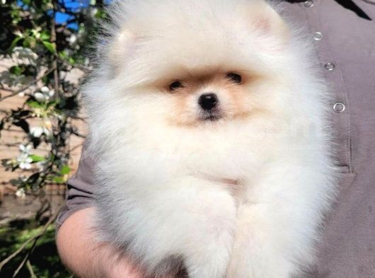 Teacup Garantili Pomeranian Boo Yavrusu