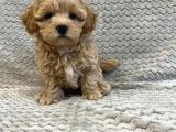 Üst kalite maltipoo yavruları