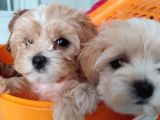 Tatlı mı tatlı maltipoo bebekler