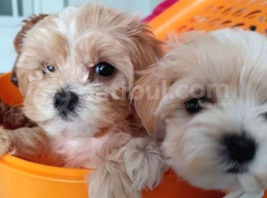 Tatlı Mı Tatlı Maltipoo Bebekler