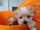Tatlı Mı Tatlı Maltipoo Bebekler