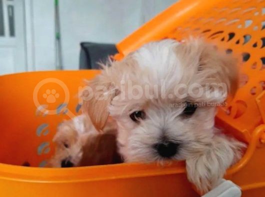 Tatlı Mı Tatlı Maltipoo Bebekler görsel