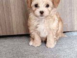 Irkının En Güzelleri Maltipoo Bebekler