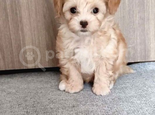 Irkının En Güzelleri Maltipoo Bebekler görsel
