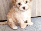Irkının en güzelleri maltipoo bebekler