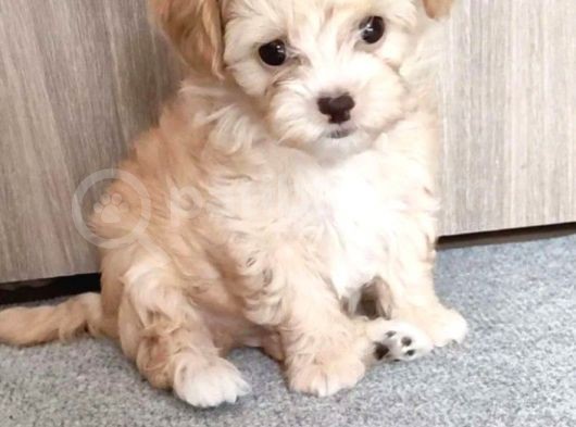 Irkının En Güzelleri Maltipoo Bebekler