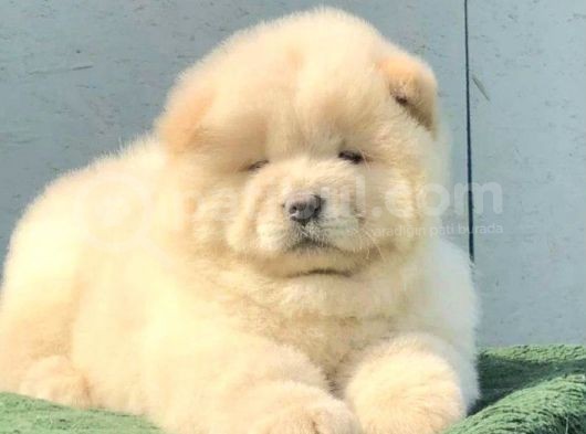 Üst Kalite Chow Chow Yavrusu