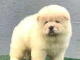 Üst Kalite Chow Chow Yavrusu