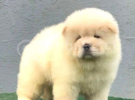 Üst Kalite Chow Chow Yavrusu görsel