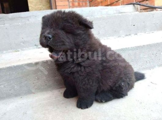 Renk Renk Chow Chow Yavrusu görsel