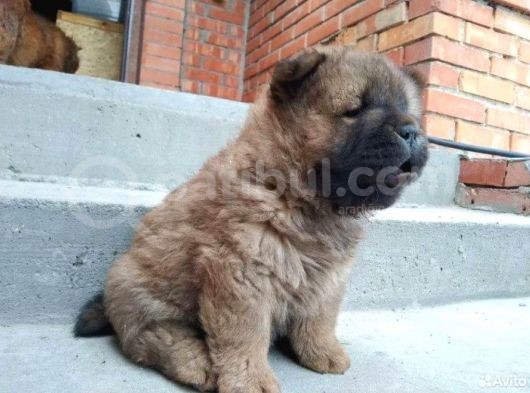 Renk Renk Chow Chow Yavrusu görsel