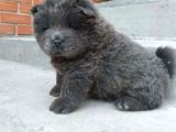 Renk renk chow chow yavrusu