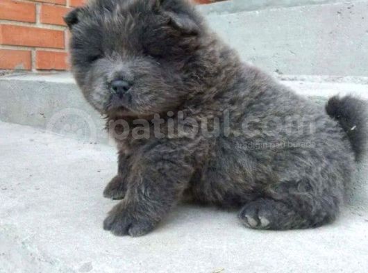 Renk Renk Chow Chow Yavrusu