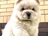Aslan gibi chow chow yavrusu