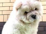 Aslan Gibi Chow Chow Yavrusu