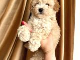 Minik Apricot Toy Poodle Bebek