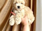 Minik Apricot toy poodle bebek