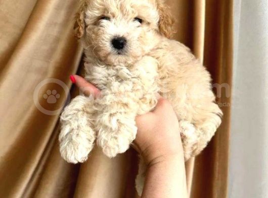 Minik Apricot Toy Poodle Bebek
