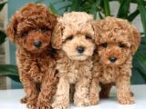 Renk renk toy poodle yavrusu