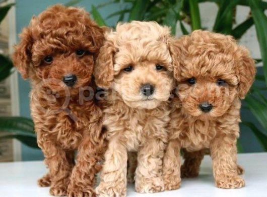 Renk Renk Toy Poodle Yavrusu