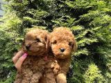 Minicik toy poodle yavruları