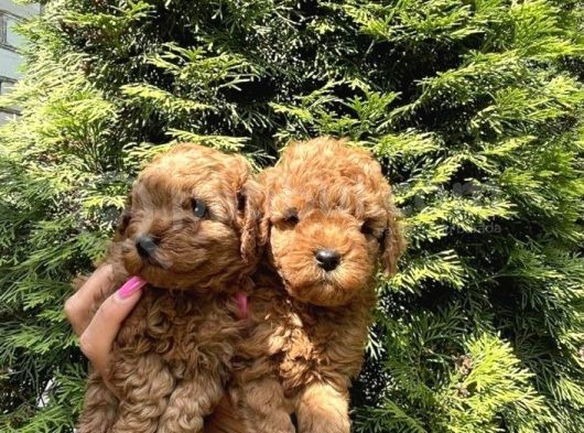 Minicik Toy Poodle Yavruları