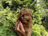 Minicik Toy Poodle Yavruları