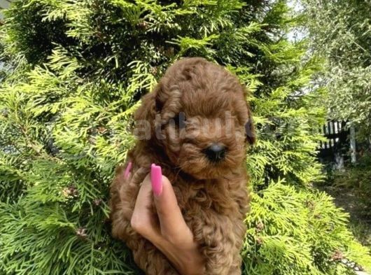 Minicik Toy Poodle Yavruları görsel