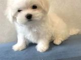 Orjinal Teacup Maltese Terrier Yavruları