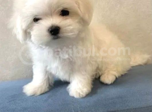 Orjinal Teacup Maltese Terrier Yavruları görsel