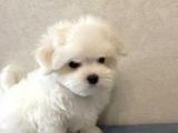 Orjinal teacup maltese terrier yavruları