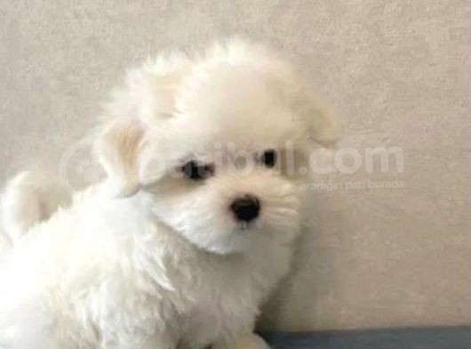 Orjinal Teacup Maltese Terrier Yavruları