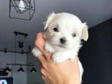 Mükemmel maltese terrier bebekler