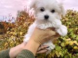 Mükemmel Maltese Terrier Bebekler