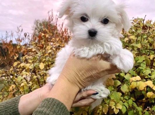 Mükemmel Maltese Terrier Bebekler görsel