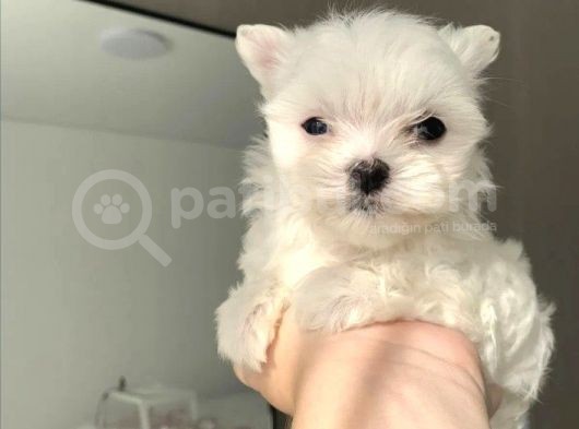 Muhteşem Maltese Terrier Yavruları