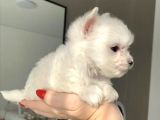 Muhteşem Maltese Terrier Yavruları