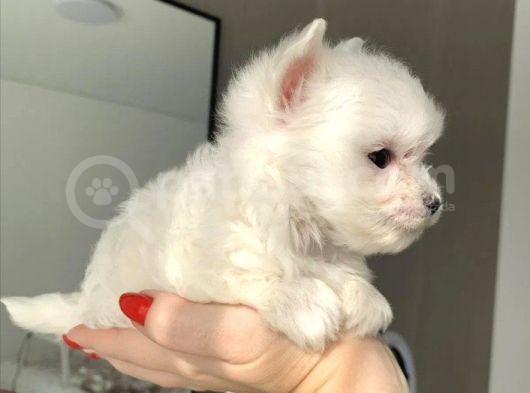 Muhteşem Maltese Terrier Yavruları görsel