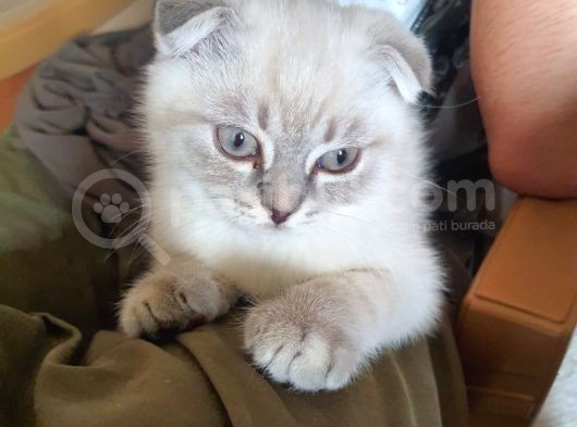 A Kalite British Shorthair görsel