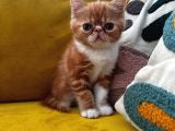 Erkek Exotic Shorthair Bebek