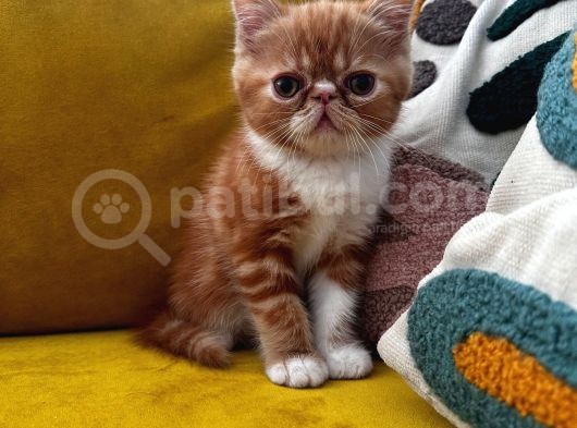 Erkek Exotic Shorthair Bebek görsel
