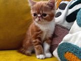 Erkek Exotic shorthair bebek