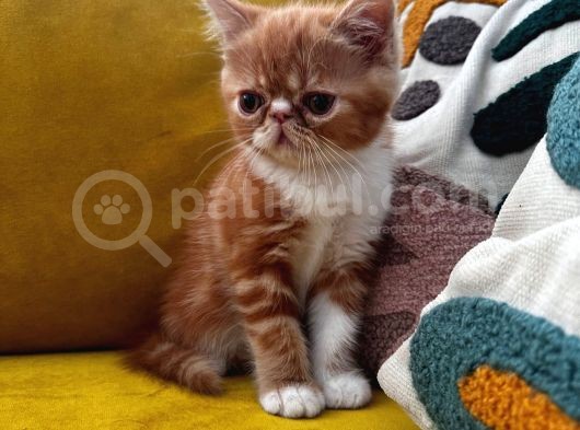Erkek Exotic Shorthair Bebek