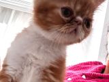 Erkek Exotic Shorthair Bebek
