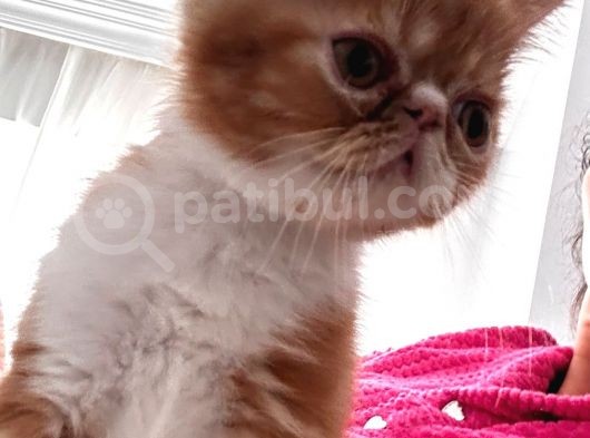 Erkek Exotic Shorthair Bebek görsel
